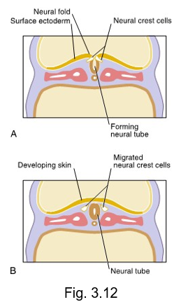 <ul><li><p>near the end of the third week, the neural groove deepens further and is surrounded by the __ __</p></li></ul><p></p>