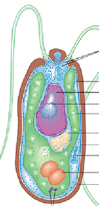 <p>What two organelles differentiate algal cells from fungal or protozoan cells? </p>