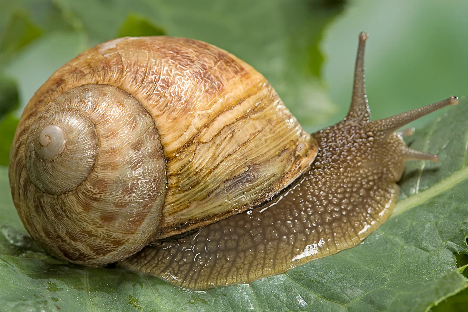 Snails