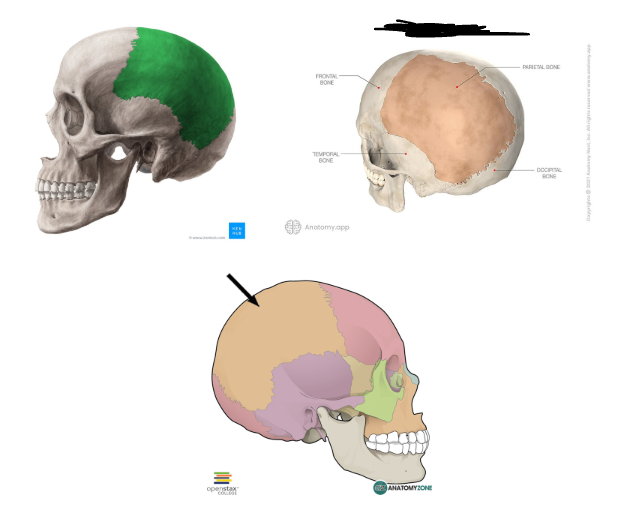 <p><strong>SIDES AND TOP OF THE HEAD </strong></p>