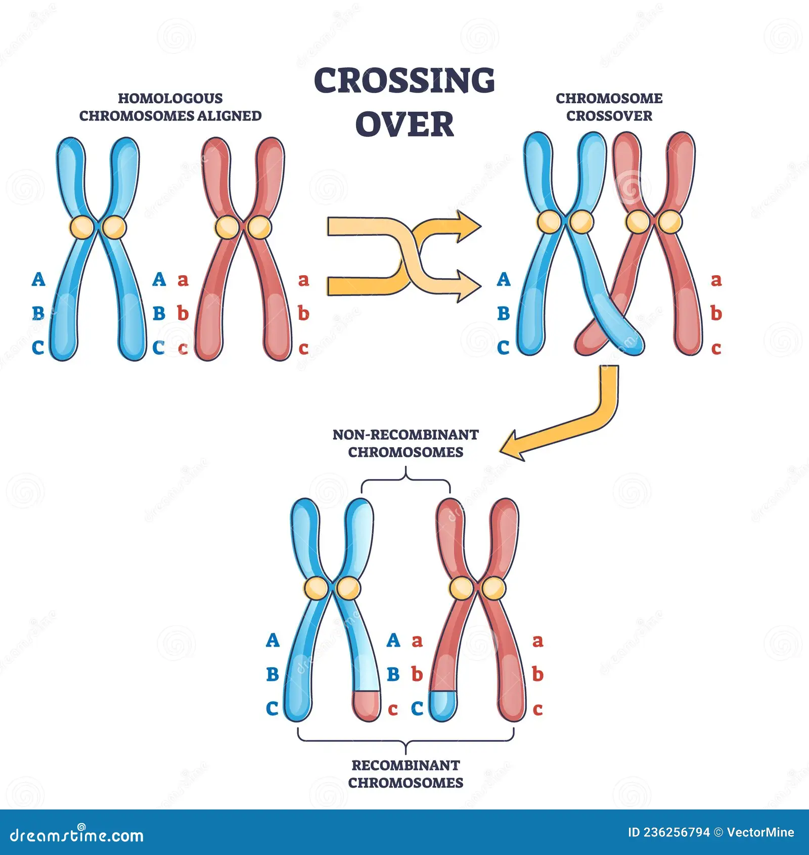 <p>a cellular process that occurs during meiosis during which <strong>homologus </strong>chromosomes exchange genetic material</p><p></p>