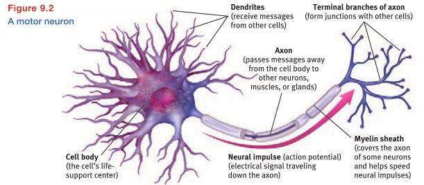 <p><span>A neuron’s bushy, branching extensions that receive messages and conduct impulses toward the cell body</span></p>