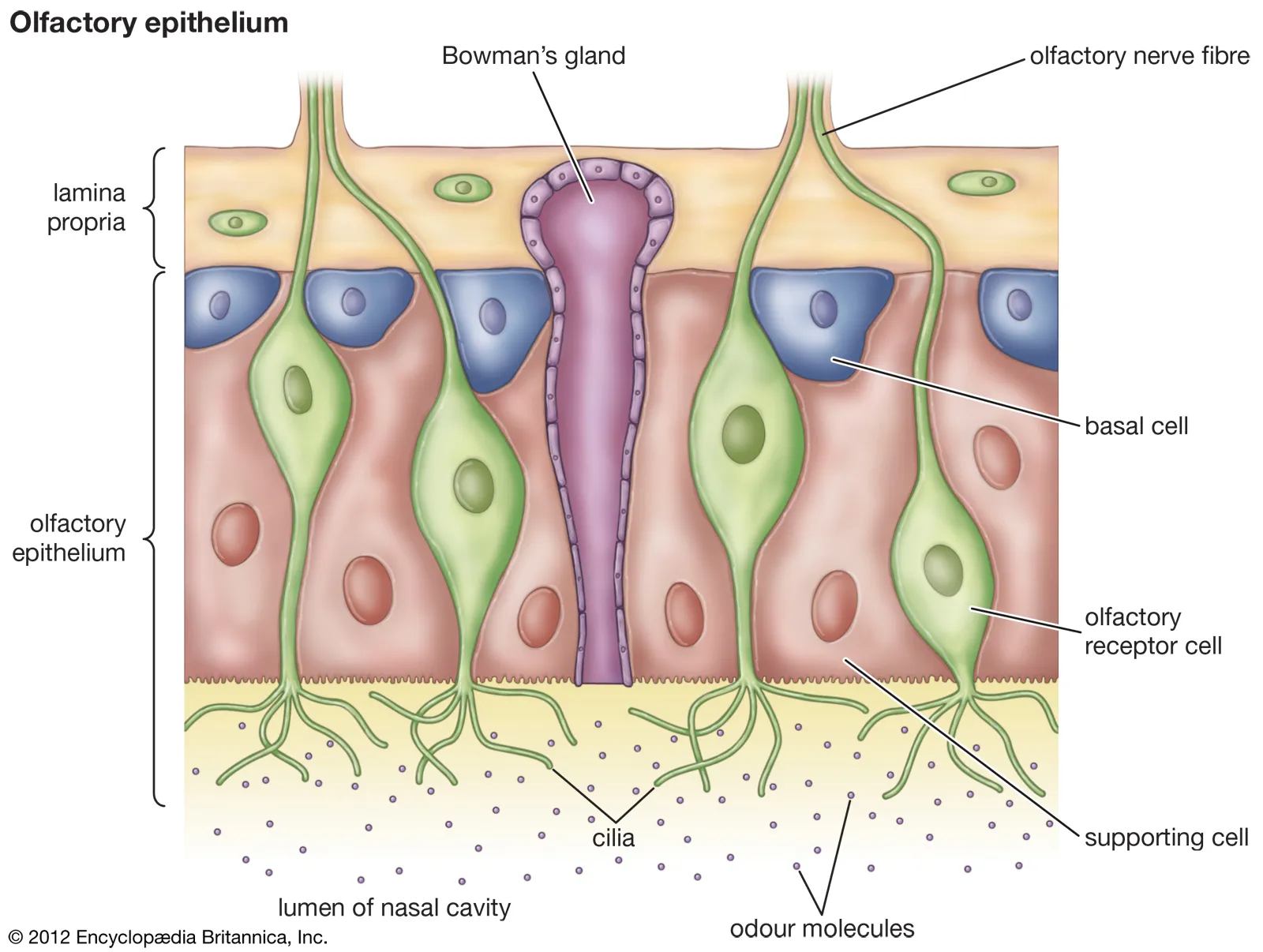 <ul><li><p>olfactory sensory/receptor neurons detect odour molecules, bipolar dendrites ending in olfactory cilia that project into mucus layer, axons bundle to form CNI that passes through the cribiformplate to the olfactory bulb </p></li><li><p>supporting cells provide metabolic and physical support to the olfactory neurons, help detoxify harmful substances </p></li><li><p>basal stem cells can diffrentiate into new olfactory sensory receptors to regenerate (olfactory neurons only have a lifespan of ~30-60 days)</p></li><li><p>cilia are hair like projections from dendrites of OSNs where odorant receptors are located </p></li><li><p>mucus layer is secreted by bowmans’s glands which trap odour molecules and dissolve them so they can bind to receptors </p></li></ul><p></p>