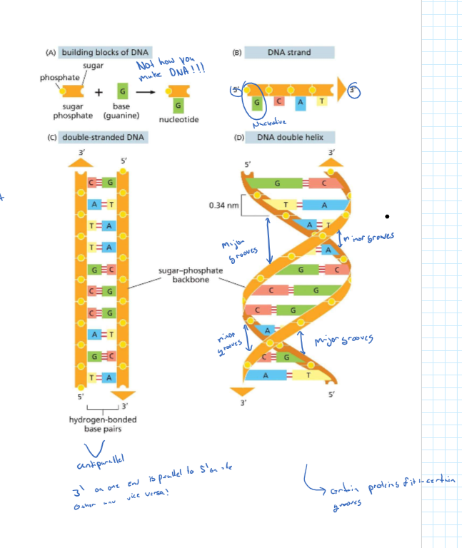 * 2 Chains of complementary nucleotide polymers running antiparallel
* strands held via hydrogen bonds between the bases of nucleotides (inside of helix)
* Double Helix (10 bases per twist)
* phosphodiester bonding between the phosphate group on the 5’ carbon and the hydroxyl on the 3’
* chemical polarity
* information encoded in the sequence of the nitrogen bases
* Major and minor groove (that proteins can interact with)
* deoxyribose sugar
* Bases (Thymine, Adenine (2 hbonds), cytosine, guanine(3hbonds))