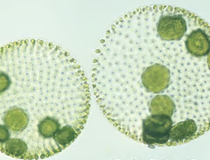 <p>Chlorophyta green algae that is a hollow sphere of flagellate cells, some specialized for sexual and asexual production, differences in flagellar length, detached cells cannot survive independently, true multicellular</p>
