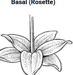 <p>Basal phyllotaxy</p>