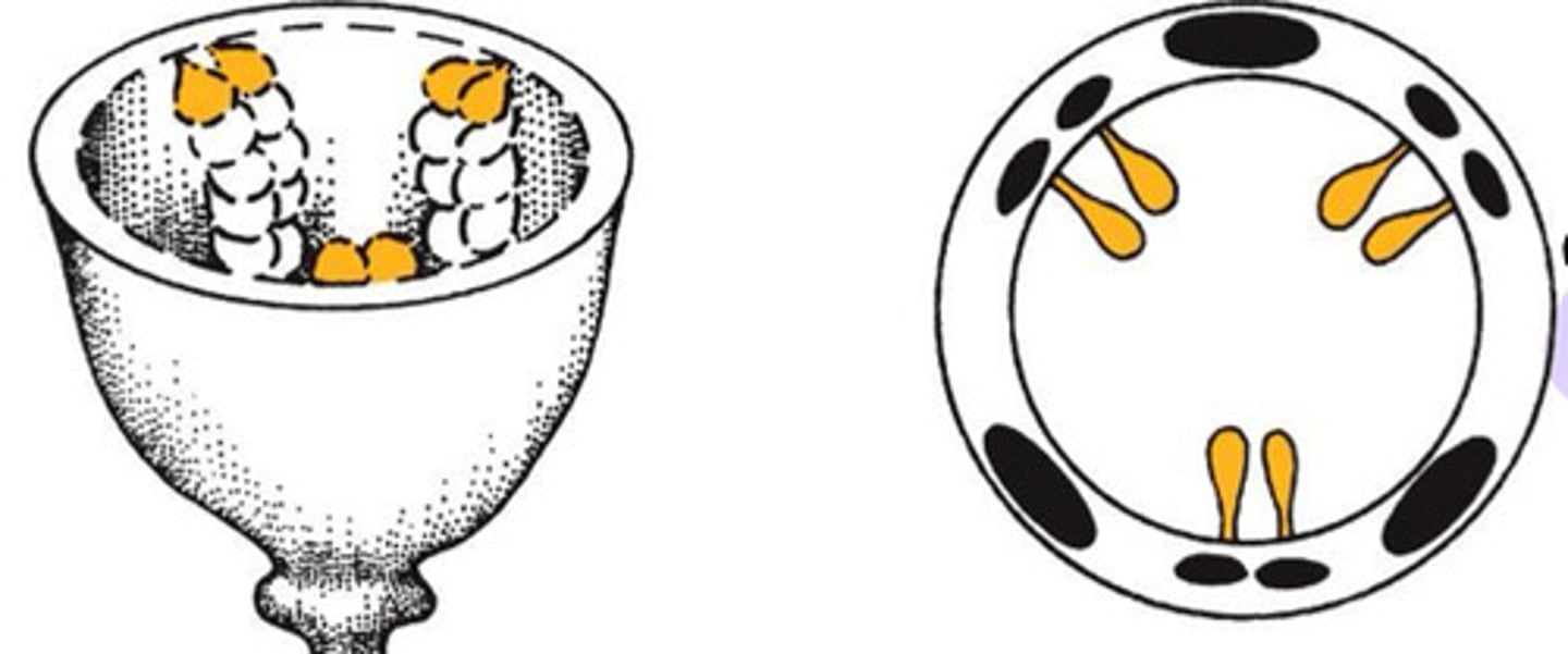 <p>Placentation type</p>