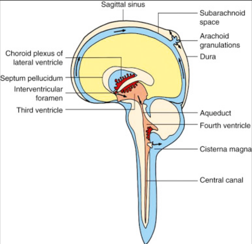 <p>water &amp; materials from blood transported through layer of endothelial cells to cerebrospinal fluid (CSF)</p><ul><li><p>CSF circulates through CNS</p></li><li><p>fluid returns to veins through arachnoid villi</p></li></ul>