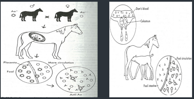 <p>Higher antibody titer at foaling – the higher the risk for NI</p><p>Highest titer – produced in a previously sensitized mare – that is reexposed to the same offending RBC antigen shortly before parturition</p>