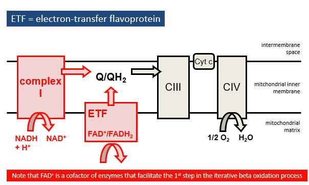 <p>NADH feeds electrons into complex I</p><p>FADH2 donates electrons via:</p><p>electron-tranfers flavoprotein (ETF)</p><p>Complex II (succinate dehydrogenase)</p><p>electrons pass through Q, complex III, cytochrome c and complev IV </p><p>OXGYEN IS REDUEED TO WATER </p>