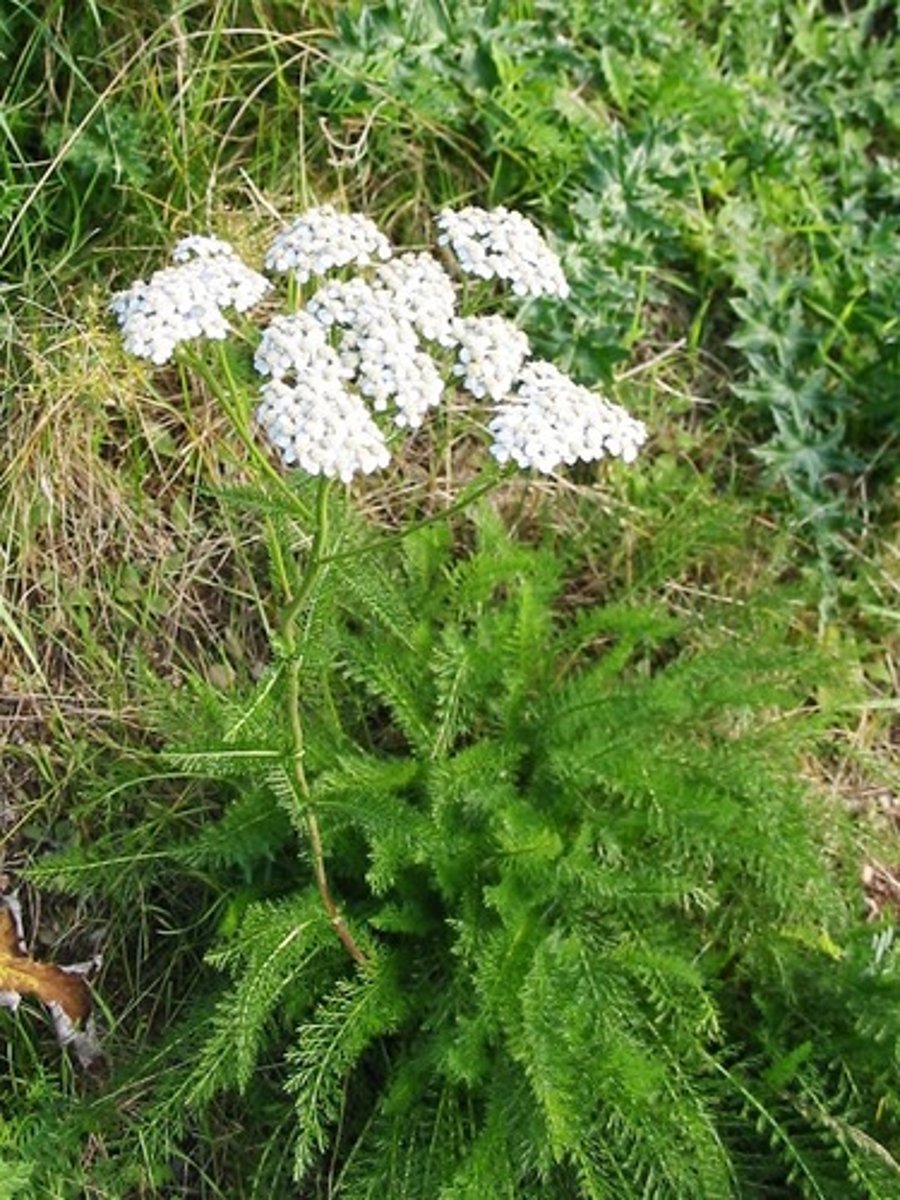 <p>Achillea spp.</p>