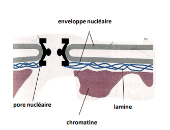 <p></p><ul><li><p><strong>Stabilisation</strong> de la <strong>membrane nucléaire interne</strong></p></li><li><p><strong>Interaction</strong> avec la <strong>chromatine</strong>, contribuant à l’organisation nucléaire et à la régulation de l’expression génique</p></li></ul><p></p>