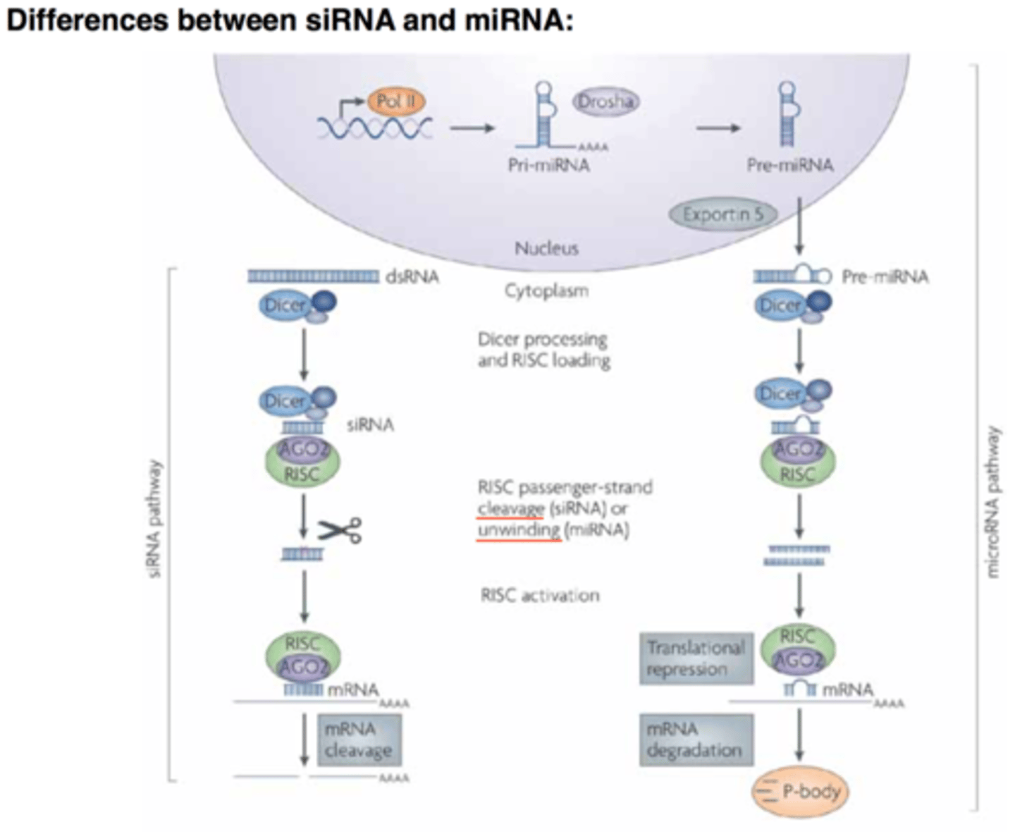<p>siRNA designed to target / bind with perfect complementarity to ALAS1 mRNA</p><p>The siRNA binds to the ALAS1 mRNA and the ALAS1 mRNA is destroyed</p><p>As a result, less ALAS1 enzyme is produced</p>