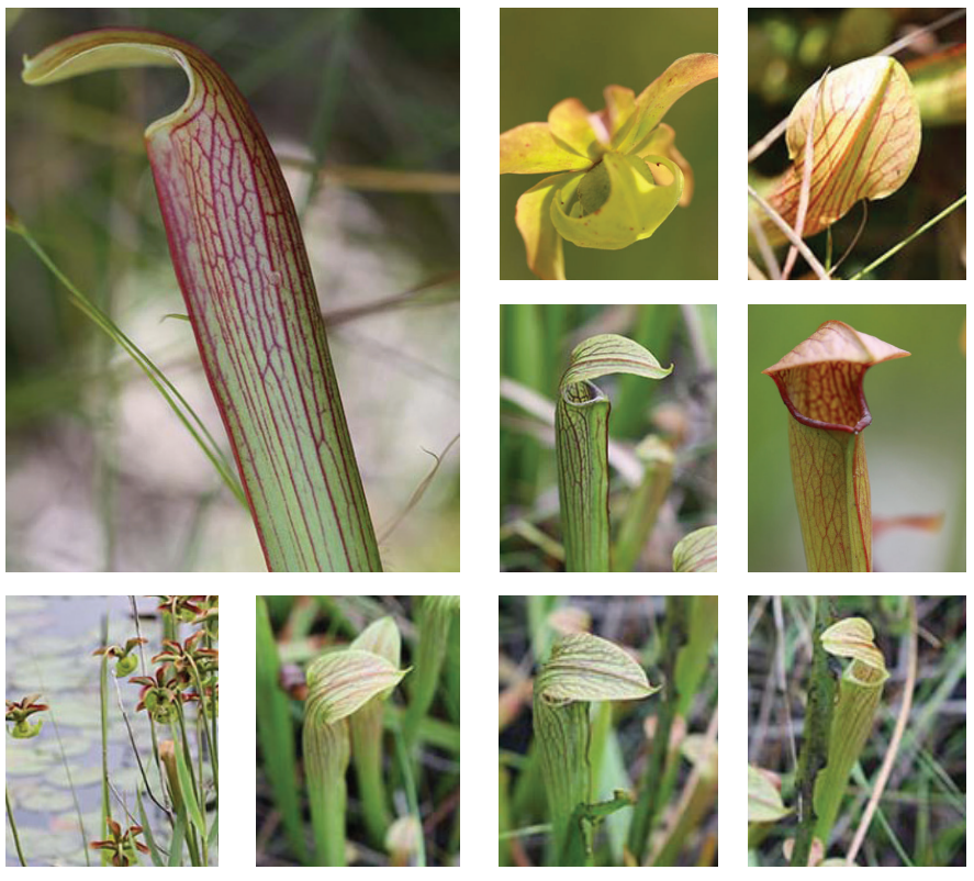 <p>Sweet pitcherplant</p>