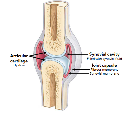 <p>it covers the articular surfaces of bones (where they touch when forming a joint) in synovial joints</p>