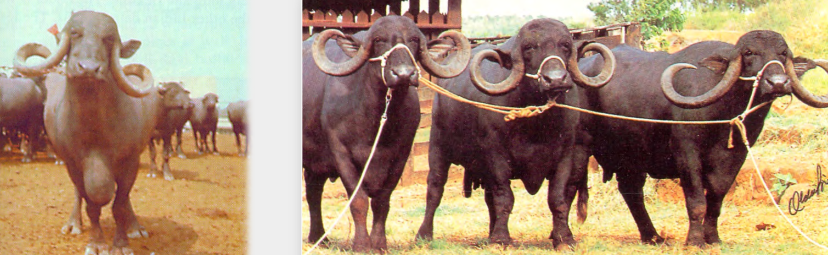 <p>Jaffarabadi</p><p>note: drooping flat horns</p>