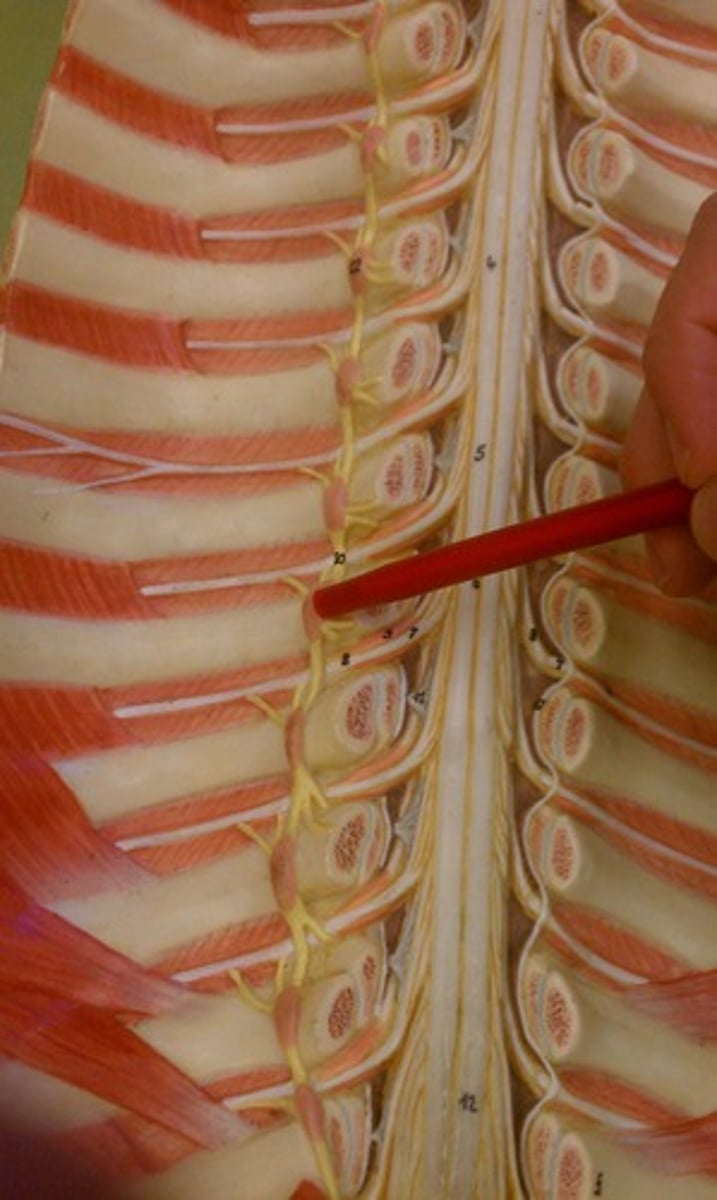 <p>Bulges along sympathetic trunk nerve chain.</p>