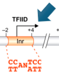 <p>part of core promoter; could be part of TATA-less promoters</p><p>binds TFIID (general transcription factor)</p>