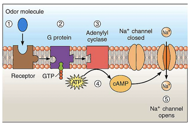 * The role of the **SUSTENTACULAR CELLS** is poorly understood, they have long **microvilli** but are probably mostly concerned with mechanical and physiological support;

  \
* The **cilia** are the **CHEMORECEPTORS** and react to odours in the air stimulating the olfactory cells;

  \
* This process may be similar to the process in the **taste buds** with a molecule **receptor**,  a **G protein**, adenylyl cyclase and **cyclic AMP**;

  \
* the **cyclic AMP** opens **gated channels** in the receptor membrane;

\
* the opening of **Na+ ion** channels allows Na+ ions and other cations to enter the cell causing depolarization and an action potential;