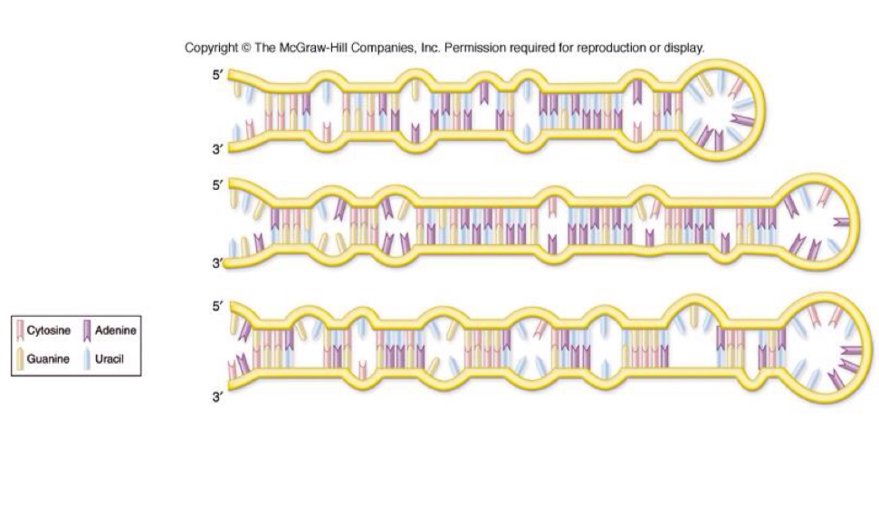 <ul><li><p>post transcriptional regulation</p></li><li><p>Micro-RNAs bind to mRNA to prevent translation, cause mRNA to fold, blocking ribosome from attaching, cannot make protein</p></li><li><p>Small interfering RNAs degrade particular mRNA before translation</p></li></ul><p></p>