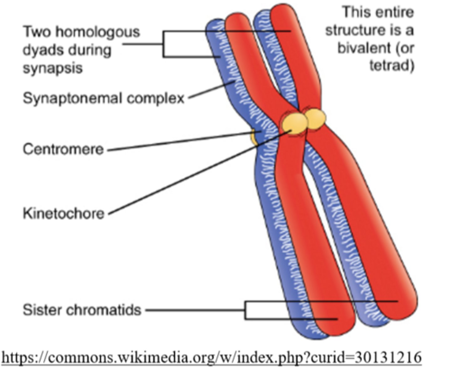 <p>synaptonemal complex</p>