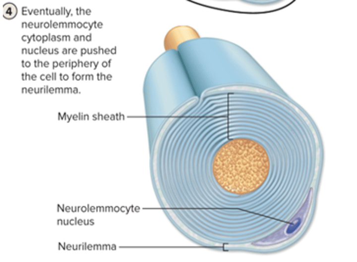 <p>the neurolemmocyte cytoplasm and nucleus are pushed to the periphery of the cell to form the neurilemma</p>