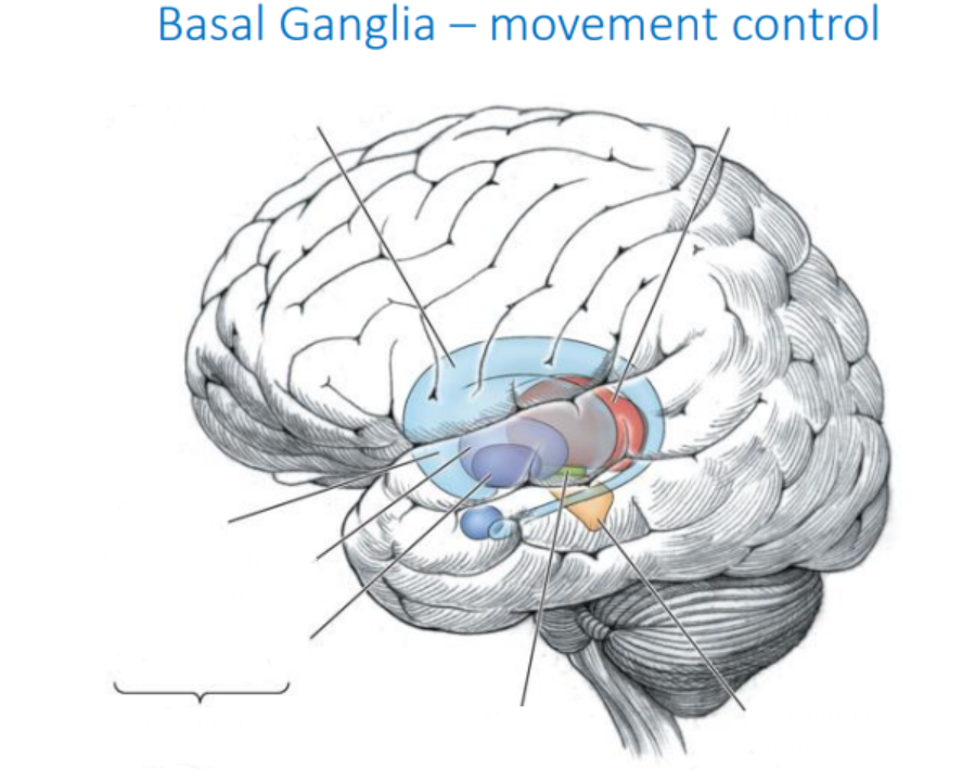 <p>Identify the parts of the basal ganglia. (won’t be tested, but good to know)</p>