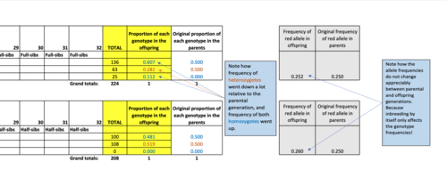<p>- Increased homozygosity + decrease in heterozygotes (most affects seen in full-sib (strong inbreeding) mating)</p><p>- Genotype frequencies change (but allele frequencies between parent and offspring didn't change much)</p>