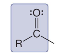 <p>Identify this structure:</p>