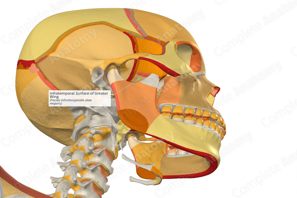 <p><strong>_____ Fossa</strong></p><p>• Inferior to the temporal fossa and partially covered by the masseter</p><p>• It is bounded anteriorly by the maxilla, posteriorly by the condylar process of the mandible, medially by the lateral pterygoid plate and laterally by the ramus of the mandible</p>
