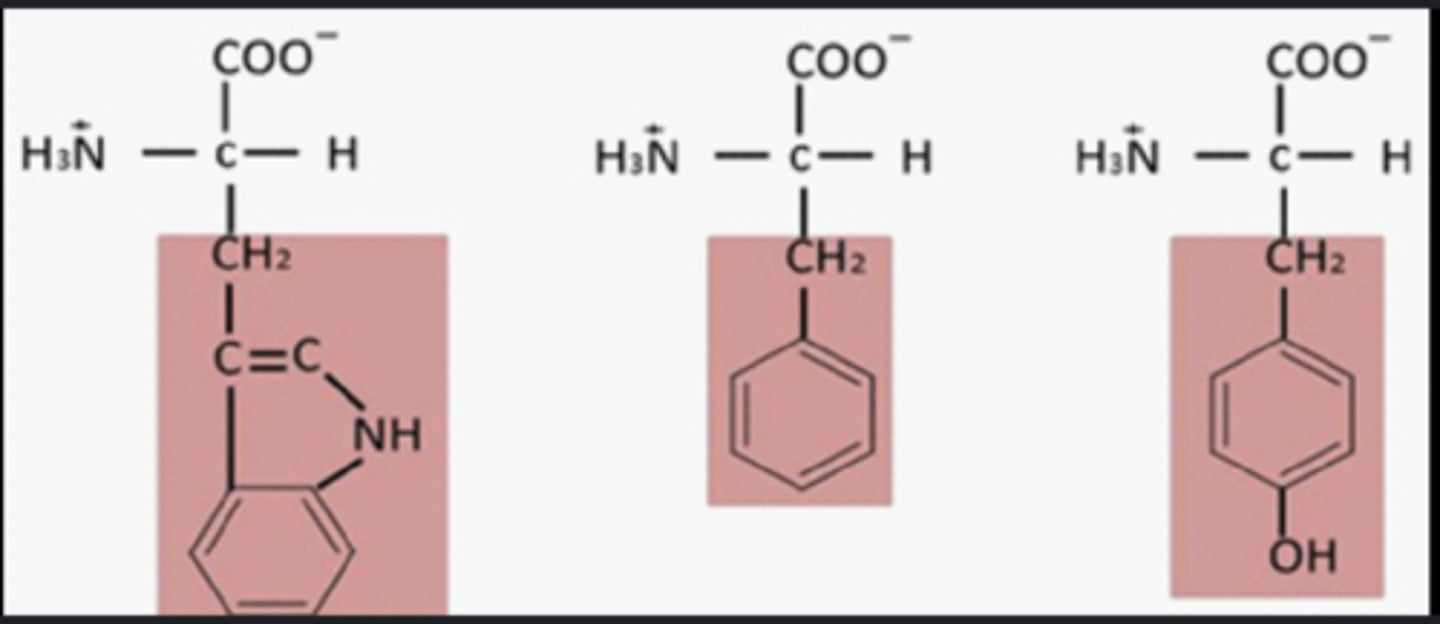 <p><strong>tryptophan, methionine (s), tyrosine, and phenylalanine</strong> </p>