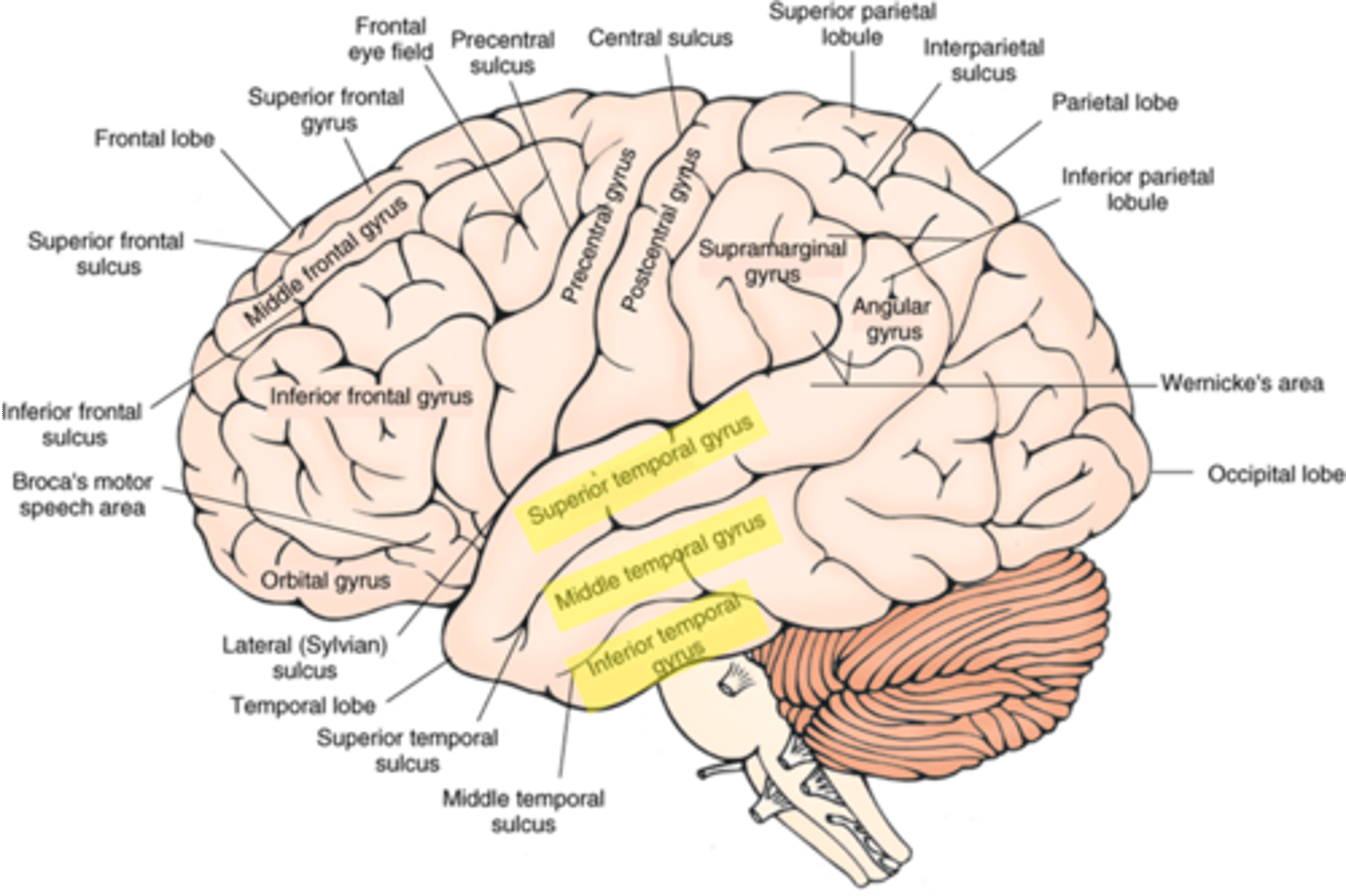 <p>1. superior temporal gyrus</p><p>2. middle temporal gyrus</p><p>3. inferior temporal gyrus</p>