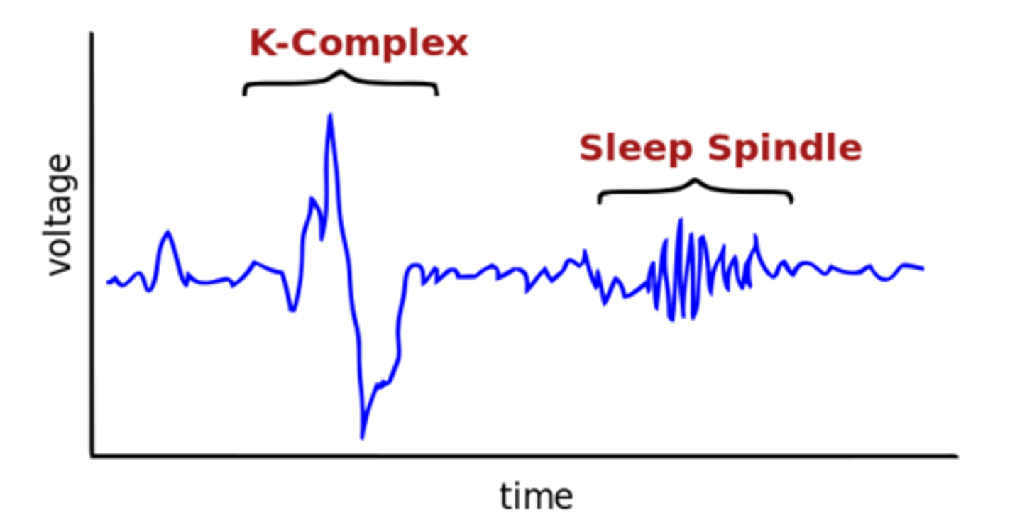<p>characteristics: body temp drops, eye movement stops, breathing and heart rate become more regular</p><p>brain waves: sleep spindles &amp; k complexes</p>