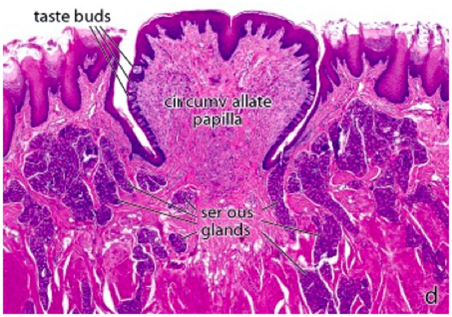 <p><em>identify the papillae:</em></p>