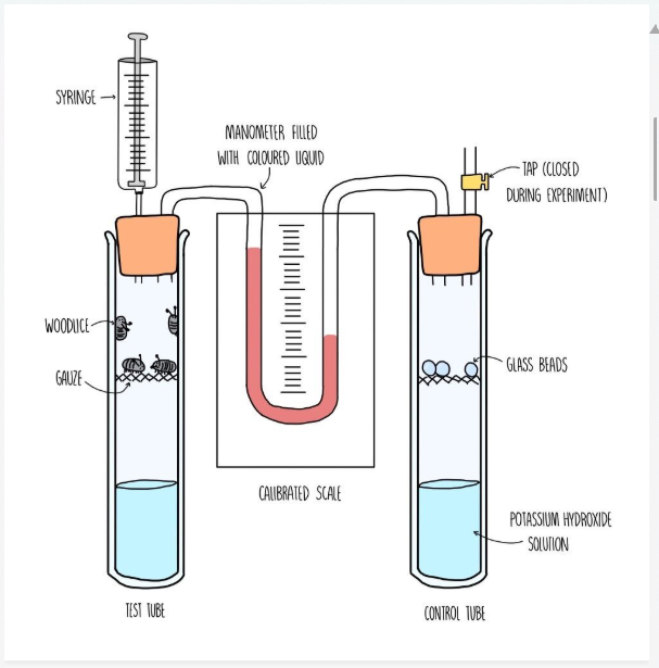 <p>Describe how a respirometer work</p>