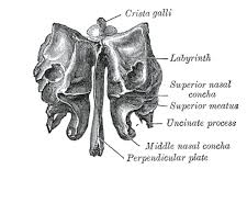 <p>irregular bone</p>