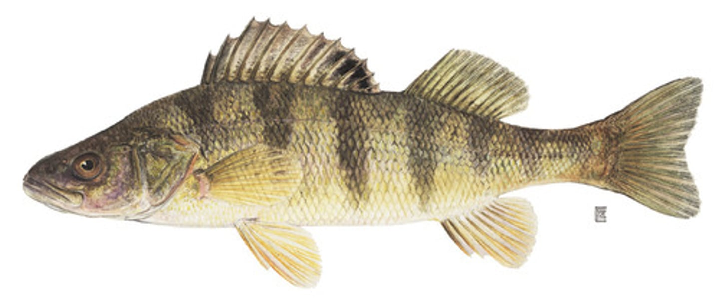 <p>Order Perciformes;</p><p>Perches (Darters);</p><p>-Body form "perch-like)</p><p>-Two dorsal fins, separate or narrowly joined</p><p>-Often small-bodied and brightly colored (males)</p><p>-Freshwater</p><p>-9 genera, 236 species</p><p>-93 TN species (90 darters)</p>