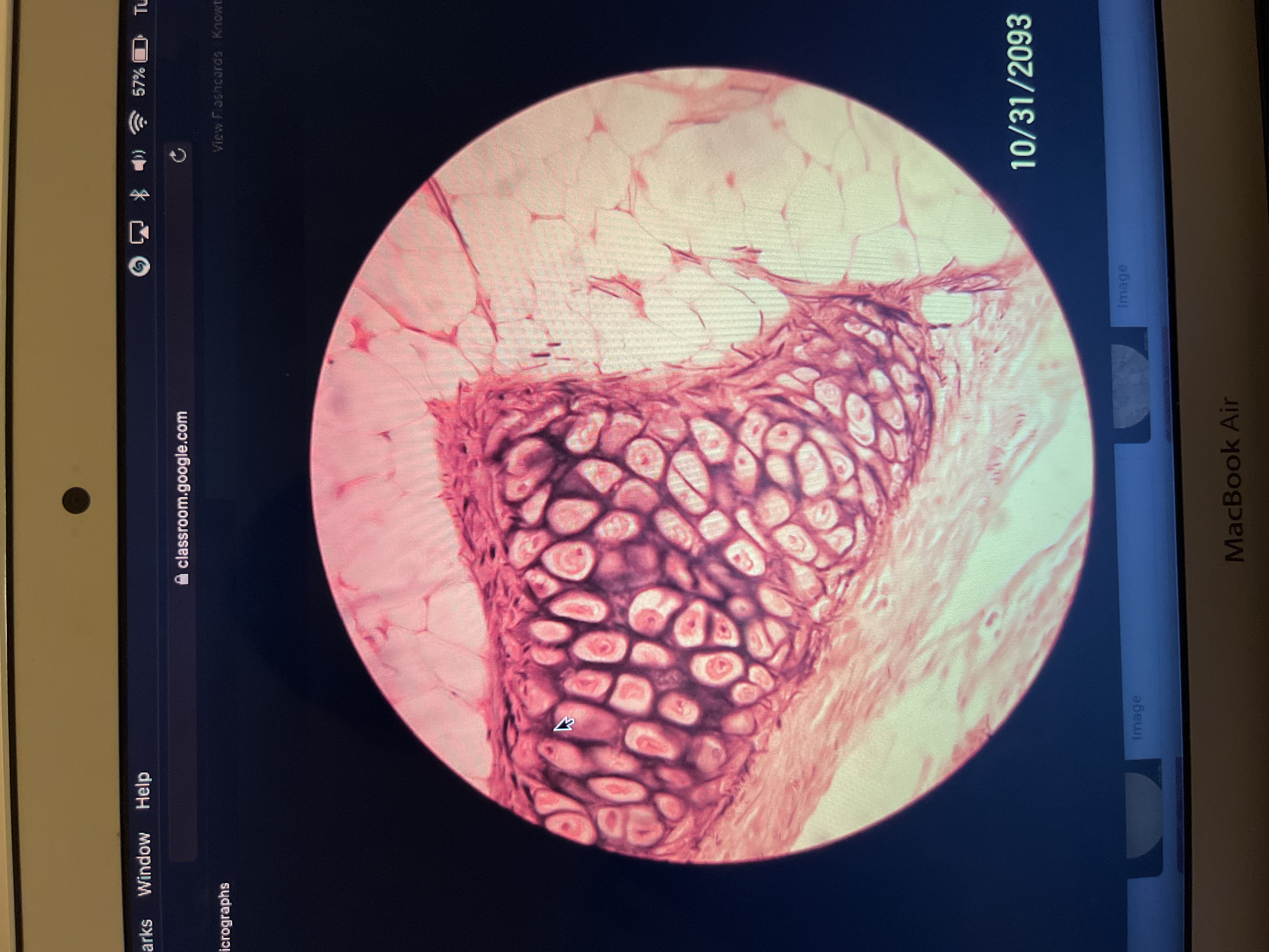 Location: lid on top of layer 
Function: provides strength and elasticity 