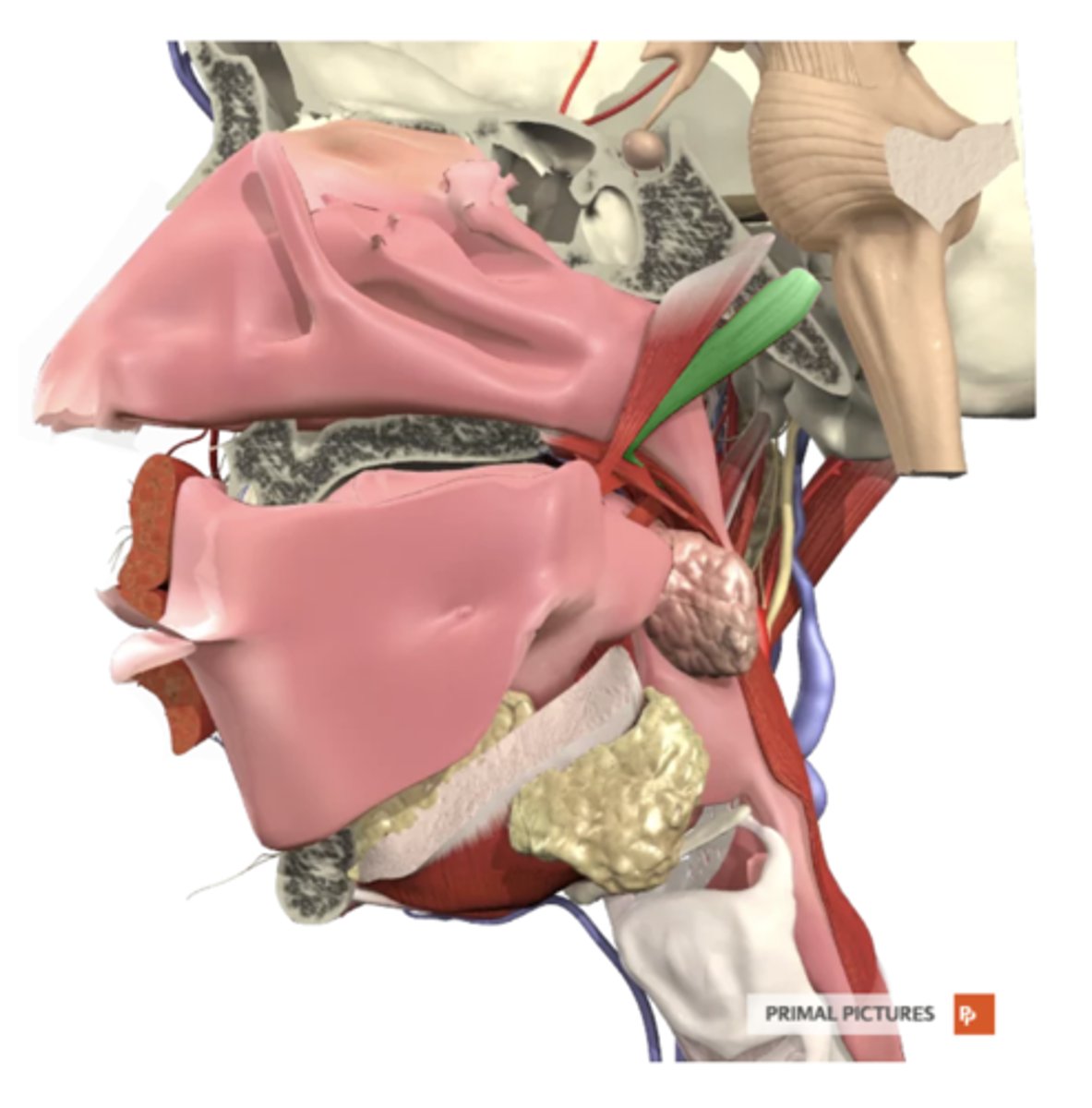 <p>label this muscle</p>