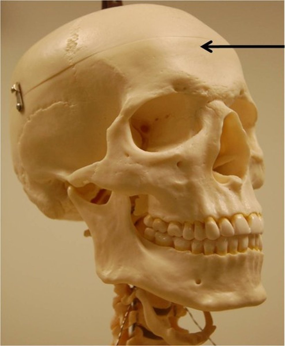 <p>forehead</p>