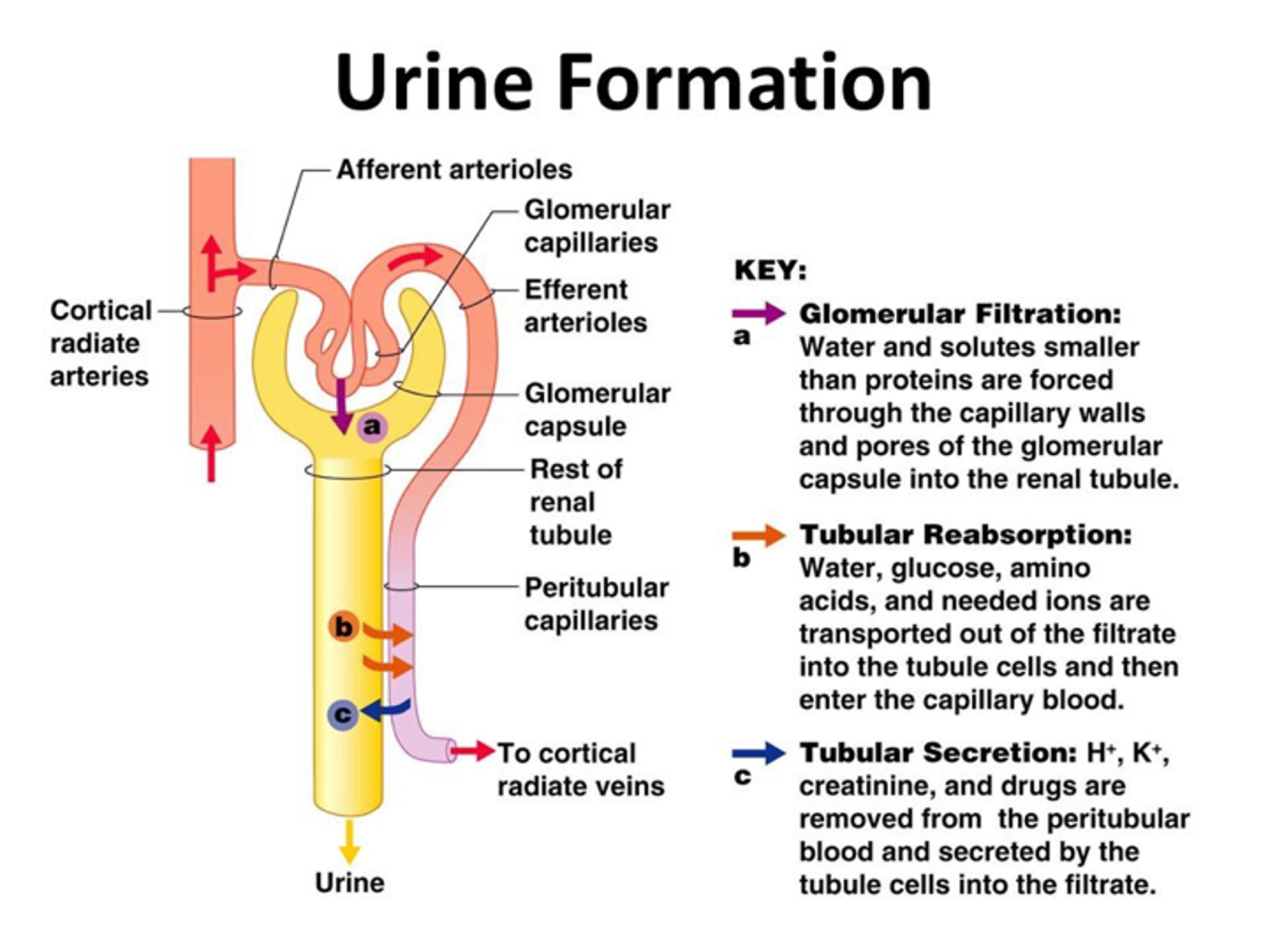 <ol><li><p>Glomerular filtration</p></li><li><p>Selective reabsorption</p></li><li><p>Tubular secretion</p></li></ol><p></p>