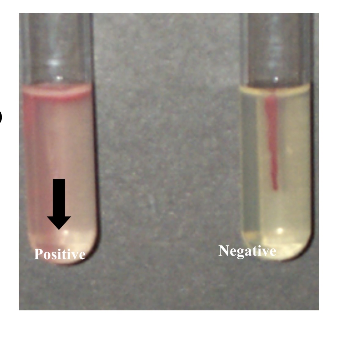 <p>if motile: move from center</p><p>if not motile: stay in center </p>