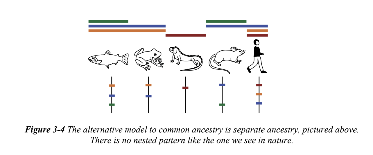 <p>the alternative hypothesis to common ancestry, which proposes that each living taxon has an independent origin</p><p></p>