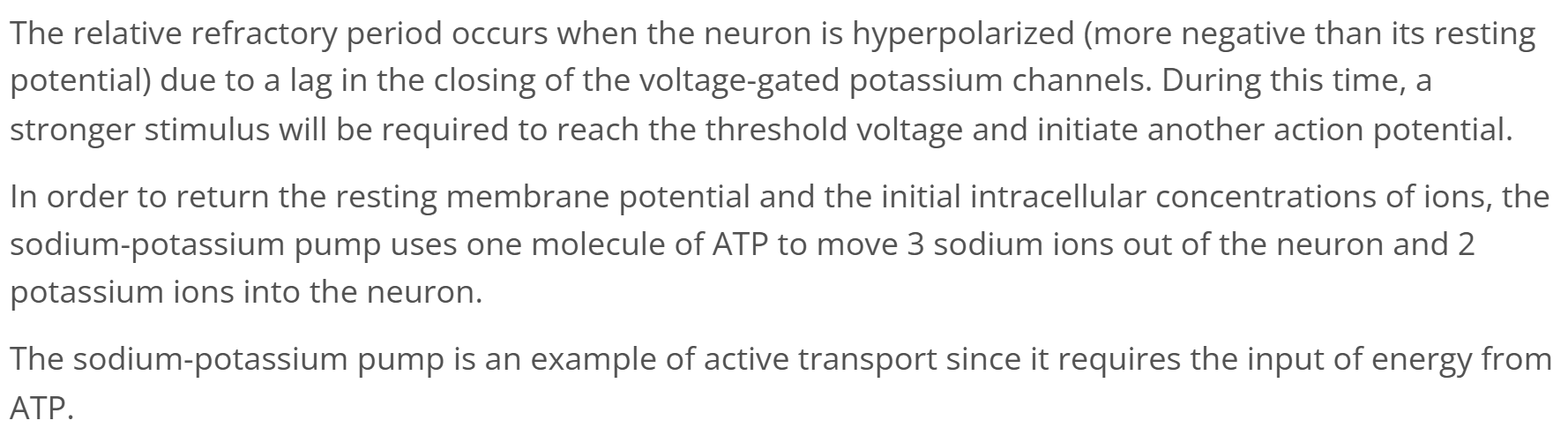 <p>c) Active transport of sodium ions out of the cell</p>