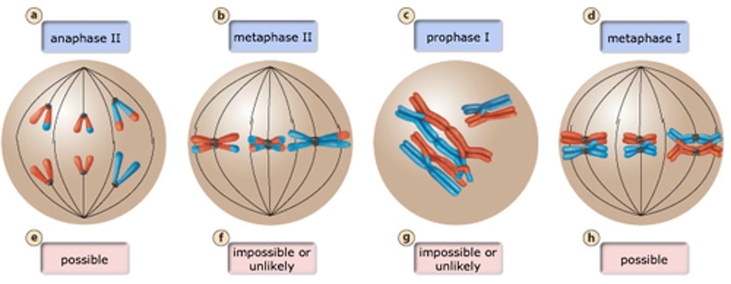 <p>Produces 4 daughter cells 1/2 from mom 1/2 from Dad</p><p>Begin as diploid end as haploid</p>