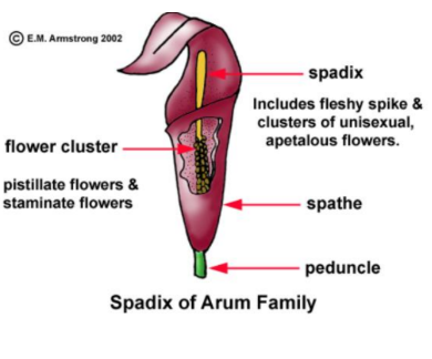 SPADIX