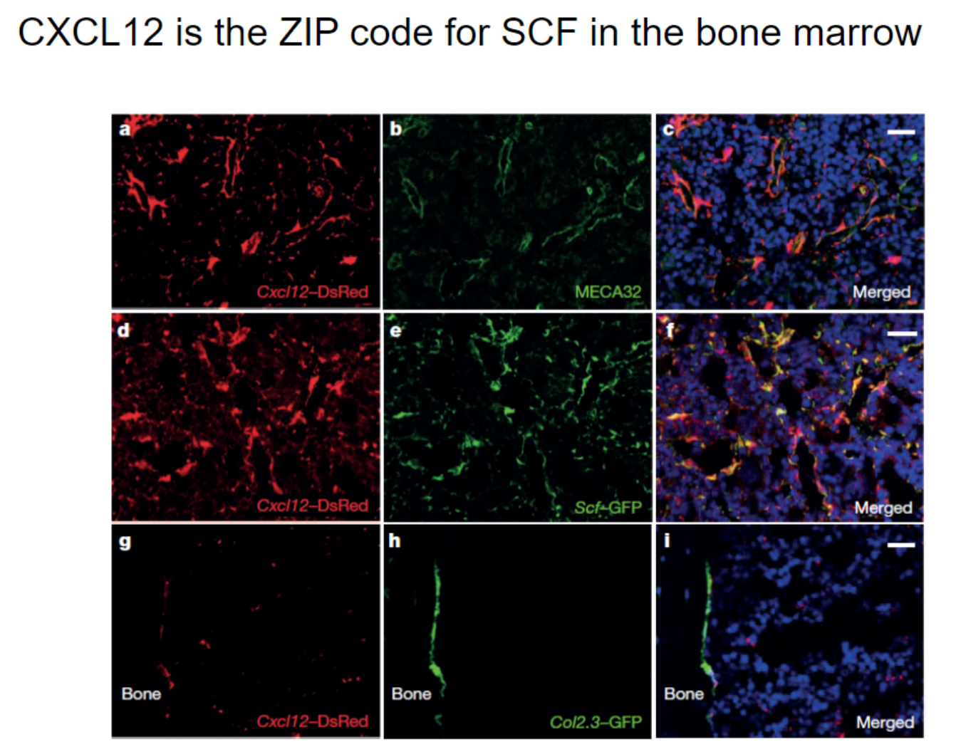 <ul><li><p>CXCL12, produced alongside SCF in the bone marrow, attracts immune cells via GPCRs.</p></li><li><p>This co-expression directs immune cells to SCF-rich regions, promoting development and migration.</p></li></ul><p></p>