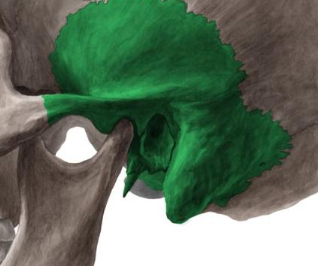 <p>zygomatic, styloid, mastoid </p>