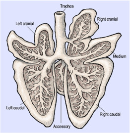 <ol><li><p>trachea</p></li><li><p>lobus cranialis dexter (lateralis)</p></li><li><p>lobus medius</p><ul><li><p><strong>fissura interlobaris caudalis</strong> (bw. lobus medius and caudalis dexter)</p></li></ul></li><li><p>lobus caudalis dexter</p></li><li><p>lobus caudalis sinister</p></li><li><p>pars caudalis of lobus cranialis sinister</p><ul><li><p><strong>incisura cardiaca pulmonis sinistri </strong>(the one to divide the lobus cranialis sinister)</p></li></ul></li><li><p>pars cranialis of lobus cranialis sinister</p></li><li><p>facies medialis (inside) and margo dorsalis</p></li><li><p>margo acutus</p></li><li><p>hilus pulmonis here on f. medialis</p></li><li><p>lobus accessorius (seen on opposite side)</p></li></ol><ul><li><p><strong>fissura interlobaris cranialis</strong> (separates the lobus caudalis et cranialis, also separates lobus cranialis dexter from lobus medius)</p></li><li><p>In car: notches + fissures bw. lobes are deeper. Apex is rounded in ca, pointed in fe. </p></li></ul><p>seen on f. costalis (opposite is f. diaphragmatica). Seven lobes in total.</p>