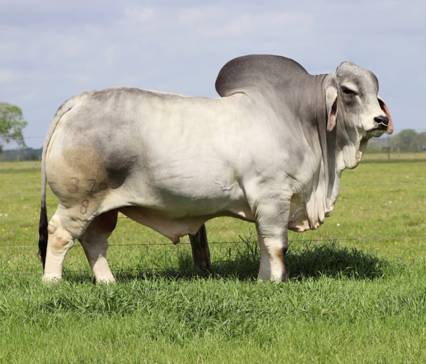 <p>Brahman</p>